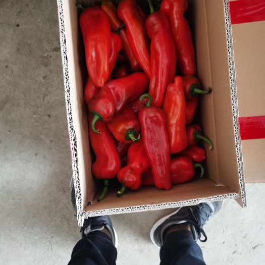 芜湖芜湖椒 精品泡椒  价格便宜了