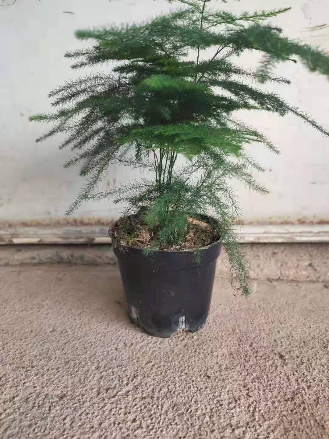 文竹。90杯。快递走鲜花物流，快递到付。装纸箱寄出。