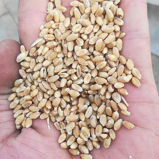 庆阳小麦，磨面最好，，，，，