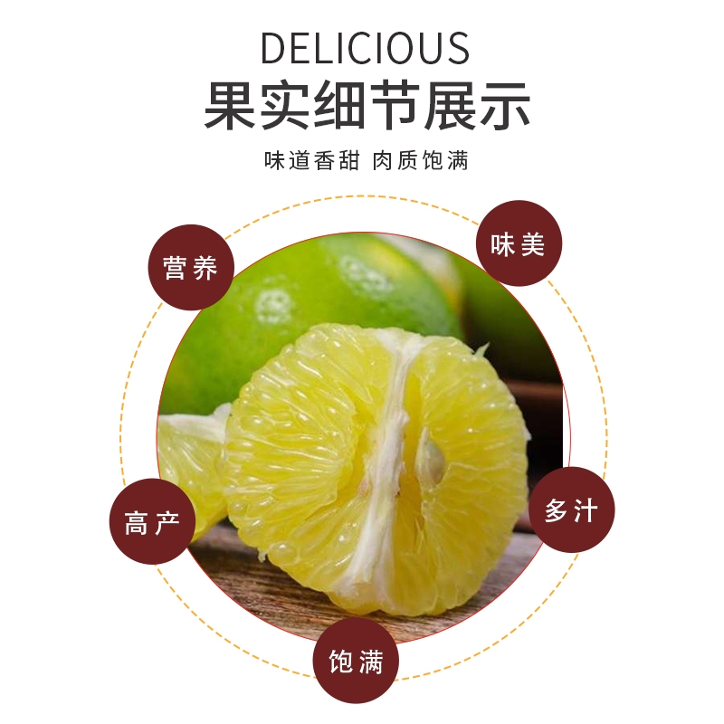 皇帝柑苗  嫁接苗 种植当年开花结果 保证品种纯正