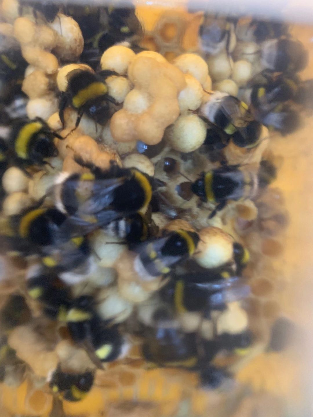 授粉熊蜂 中农授粉熊蜂（试用装，使用时间2—3周）