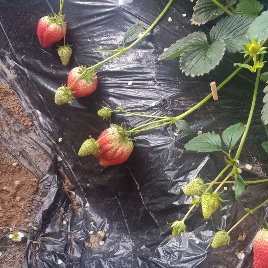 庄河市九九草莓  刚成熟的头茬九九大草莓，口感非常好，最好的新鲜，快来吧。