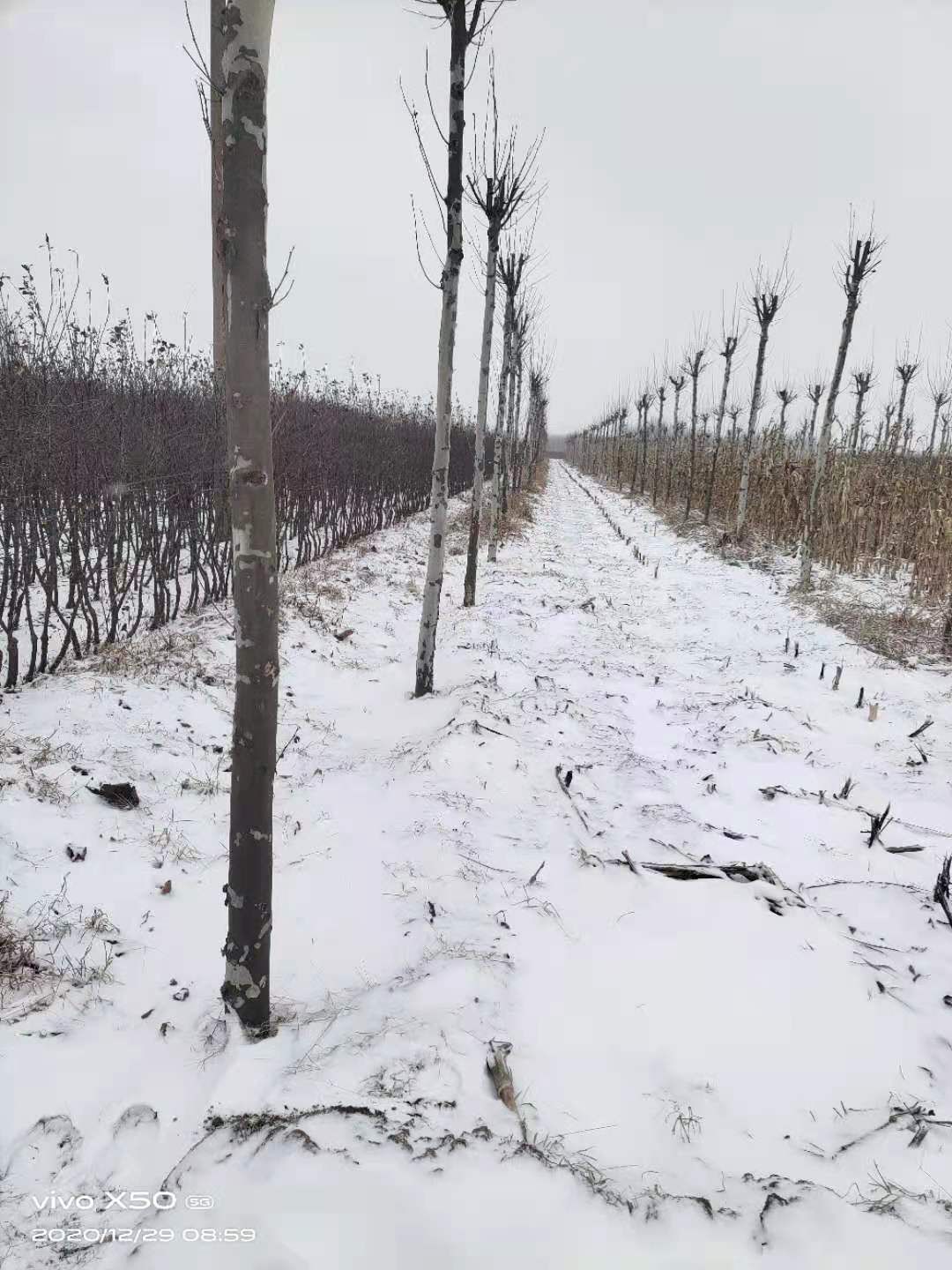 法国桐树 绿化法桐树，园林绿化法桐苗木，直径十公分以上。