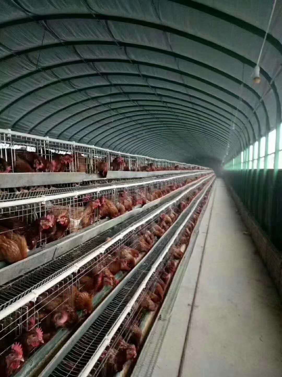 各种养殖大棚设计预算一站式服务