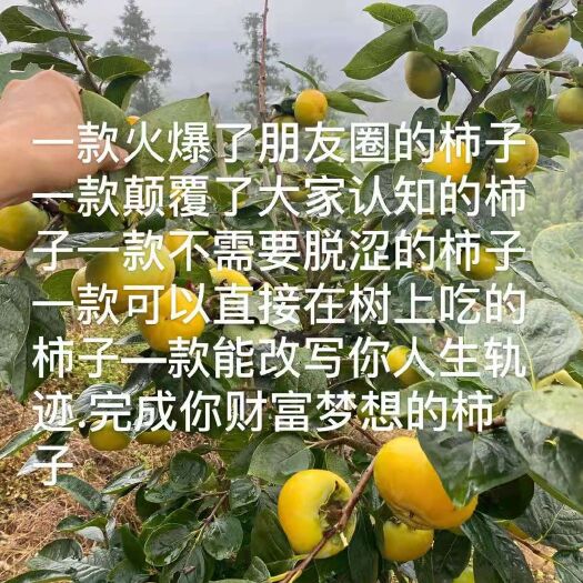 阳朔县太秋甜柿苗 大秋田柿子苗
