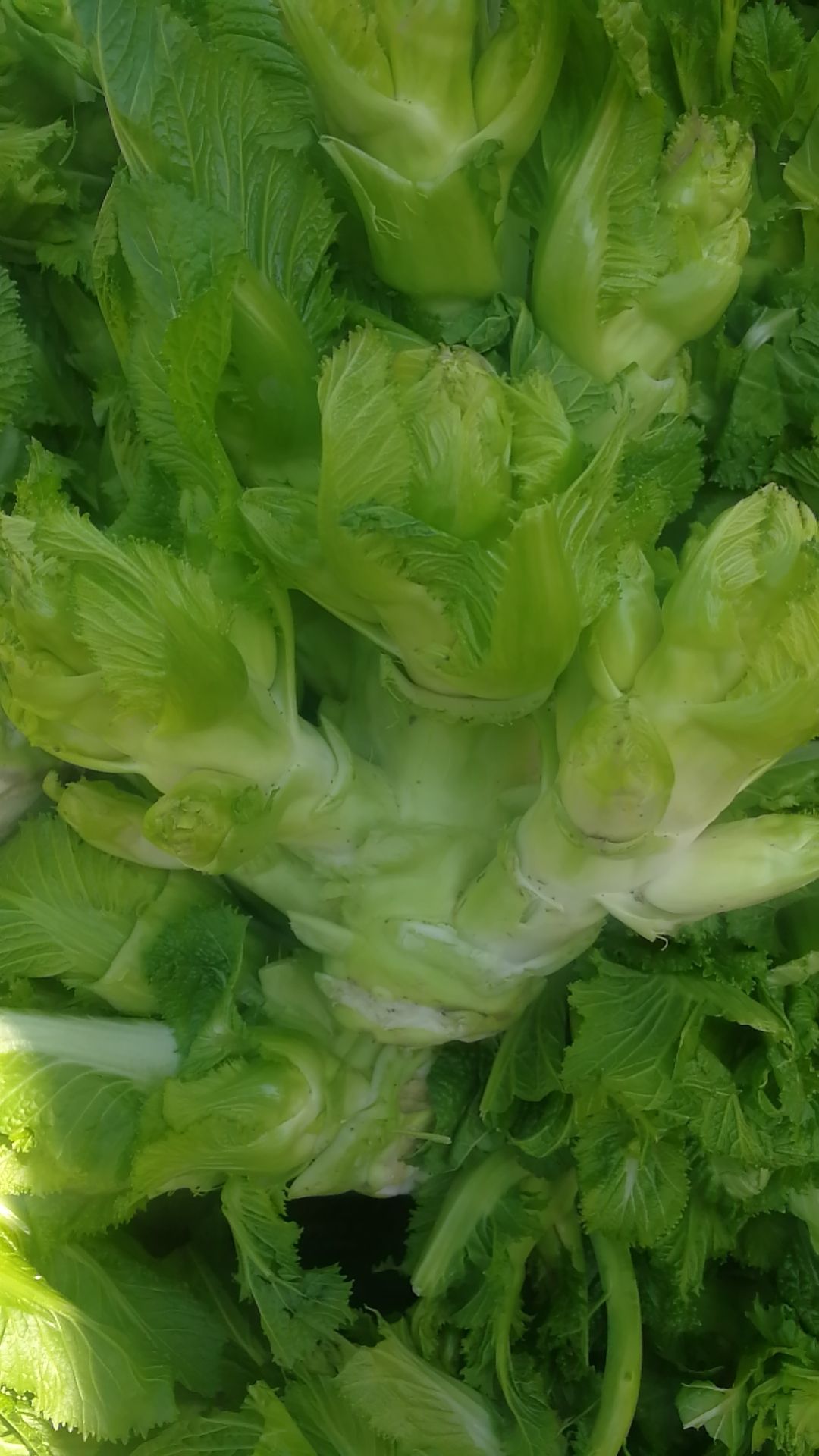 早熟儿菜 大量儿菜开始上市