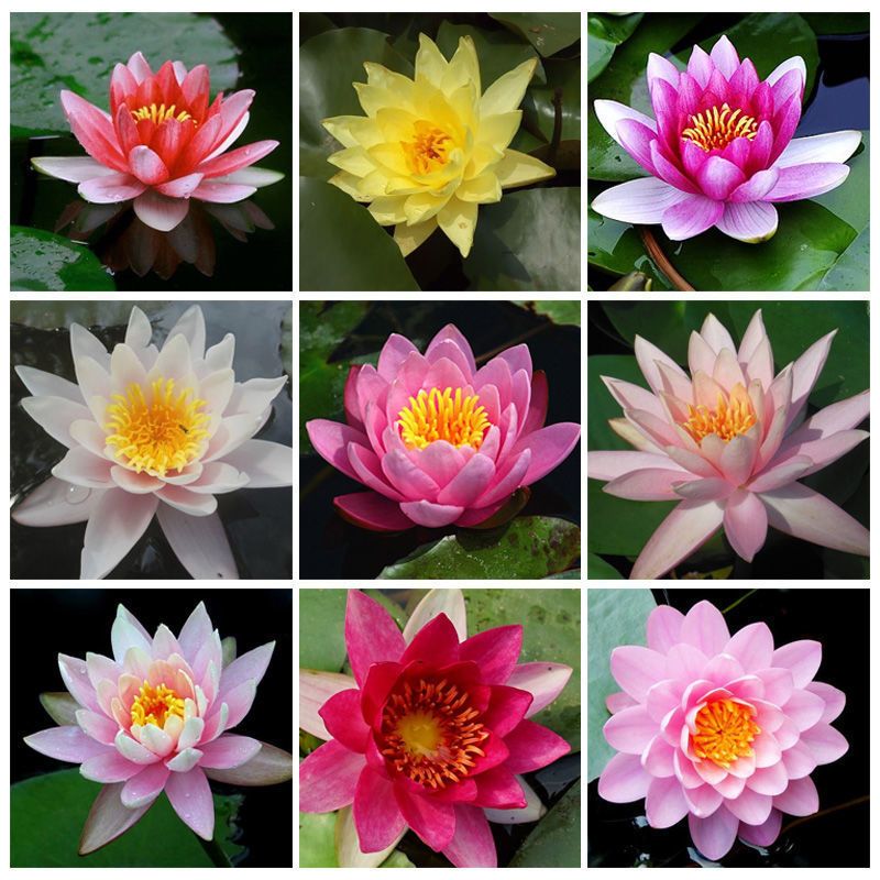 睡莲水培植物四季池塘水池大睡莲根块水生植物，大棵睡莲见水就活