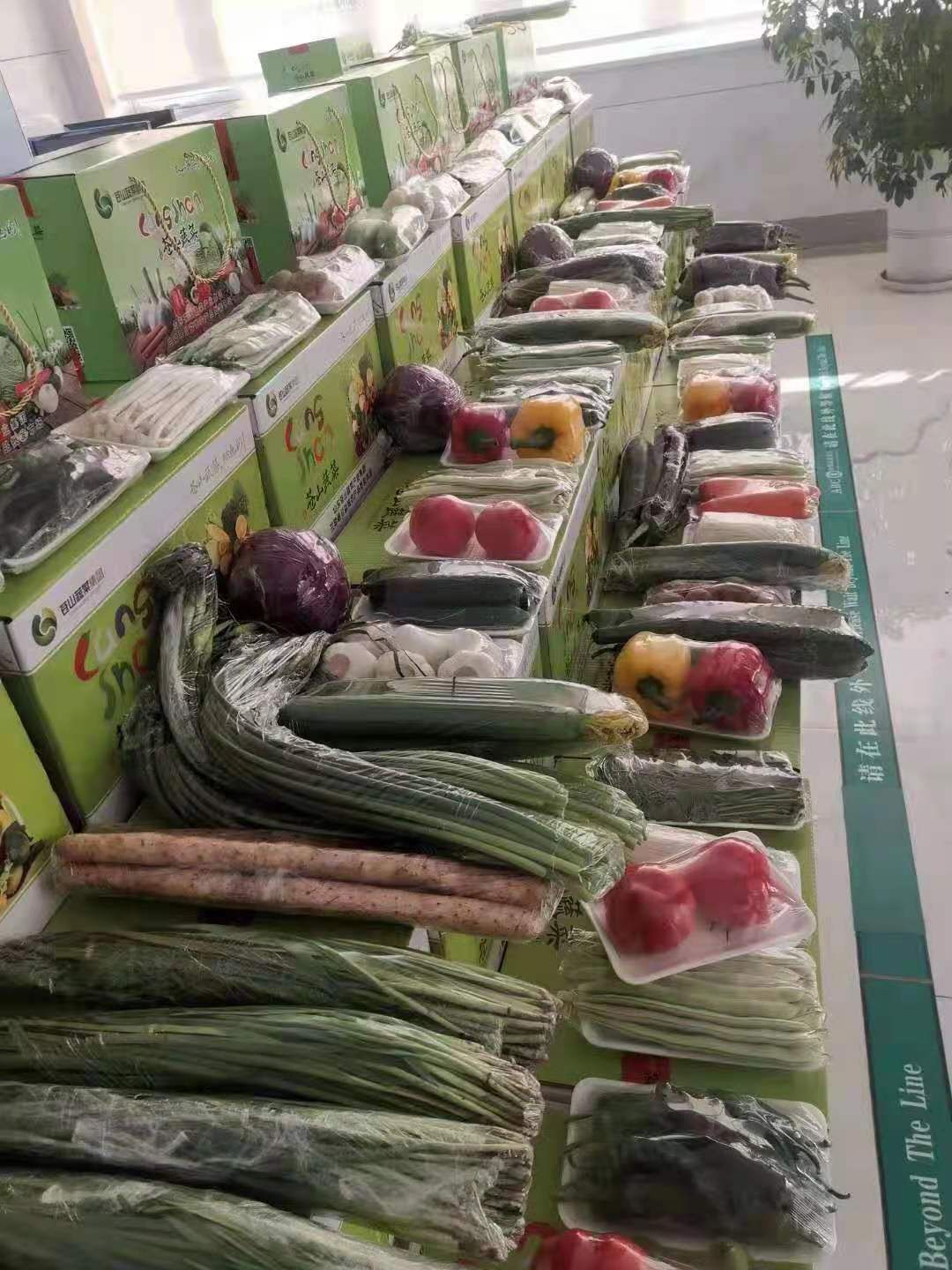 绿皮西葫芦  精品套菜，电商，美团，送礼佳品，产地直发，代发