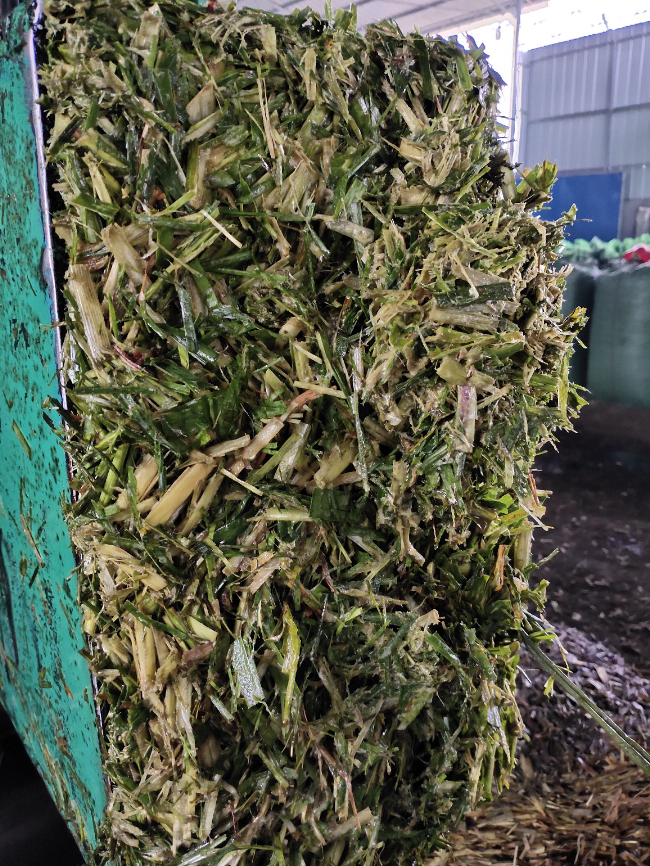 青贮类饲料 大量供应甘蔗尾叶青贮饲料