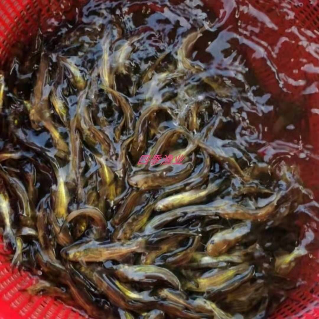 杂交黄颡鱼 水黄蜂  黄辣丁，品种优良！技术跟踪！全国发货！