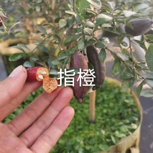 灵山县澳洲手指柠檬苗 指橙  嫁接苗 酸甜可口 和鱼子大小颗粒Q弹