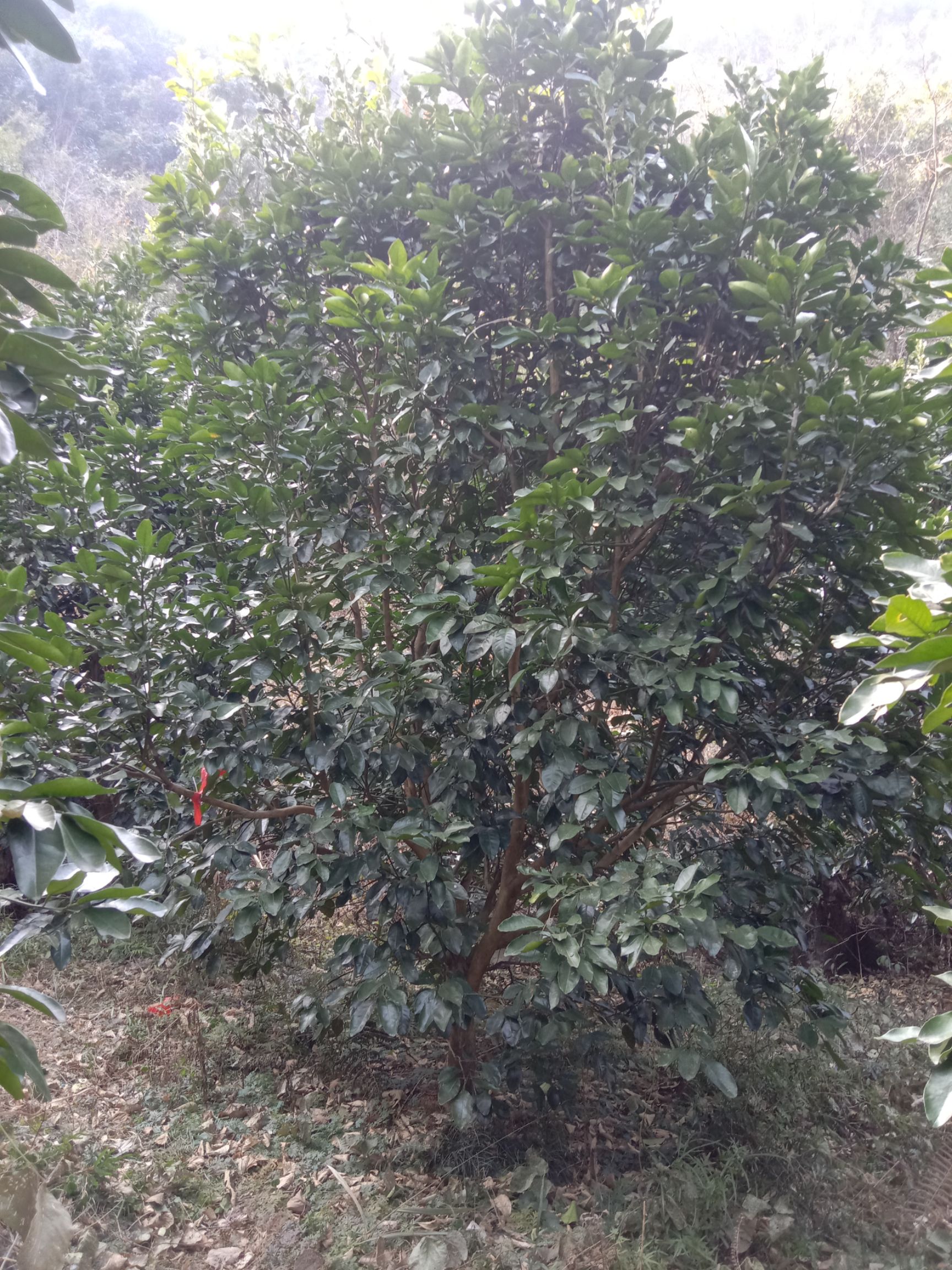 沙田柚苗 沙田柚子树3.米高，冠3米