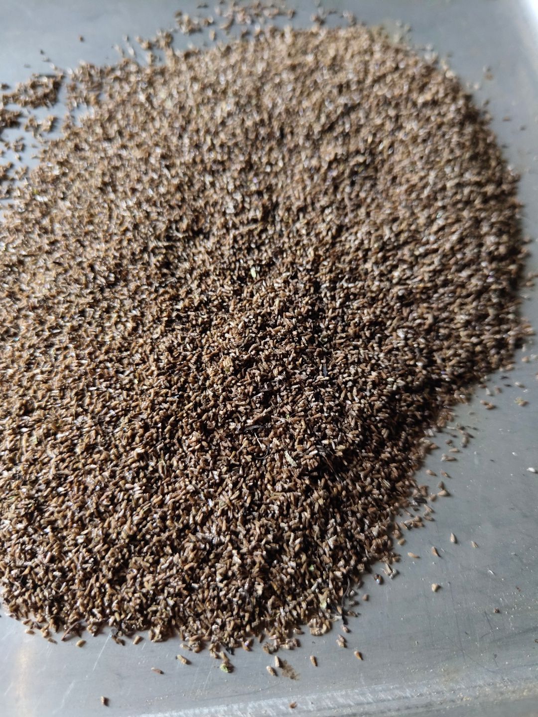 红根野蚕豆种子