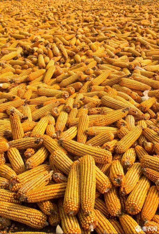干玉米 精品干玉米