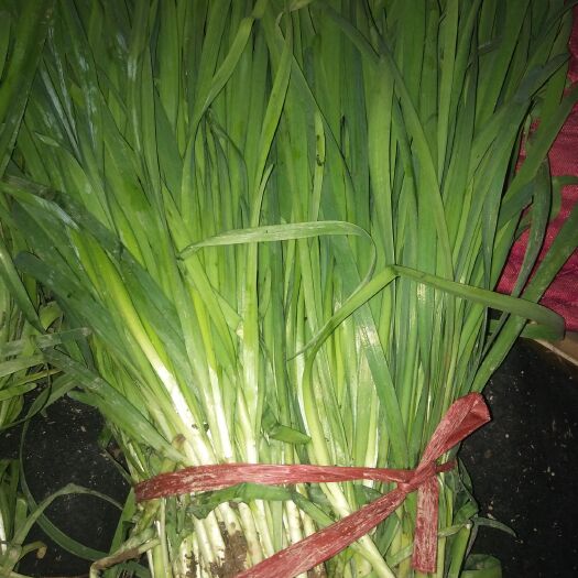 运城 韭菜 头茬