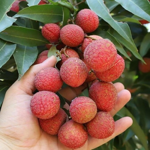 灵山县桂味荔枝苗 桂味荔枝嫁接苗 保证正品