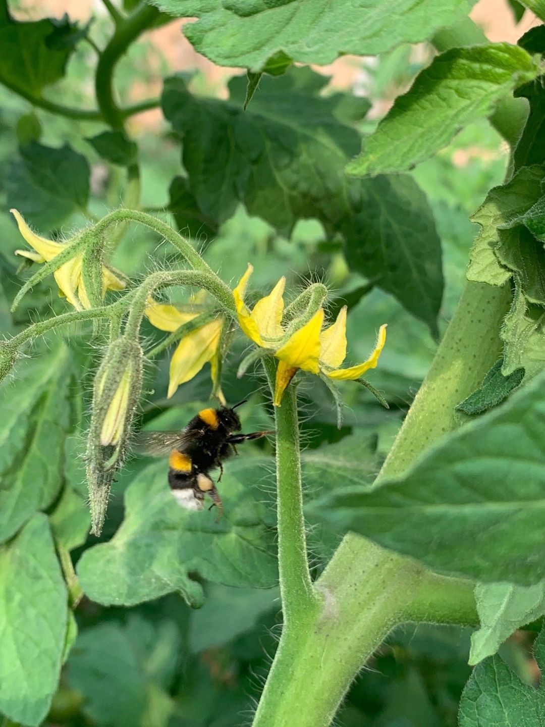 授粉熊蜂 中农授粉熊蜂（试用装，使用时间2—3周）