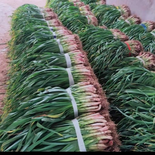 当阳市红根蒜苗  红皮大蒜