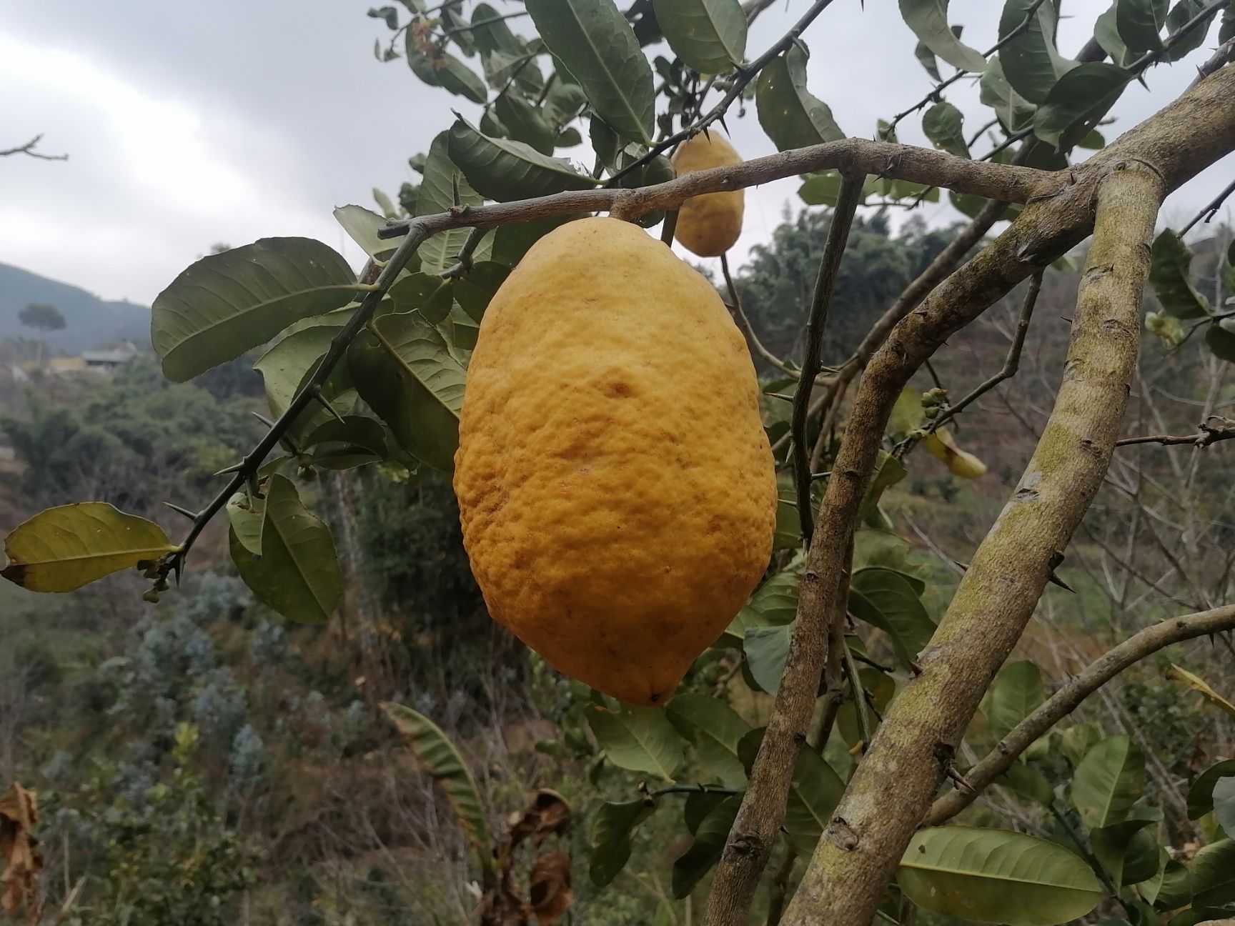 香橼 可，可单水果，还可干泡。
