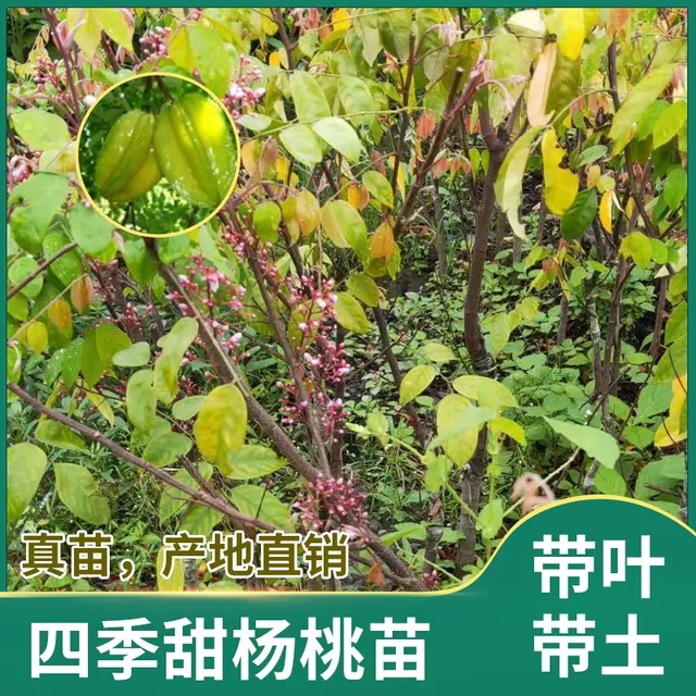 玉林甜杨桃树 四季甜杨桃树苗 常年四季开花结果  产量高  易管理