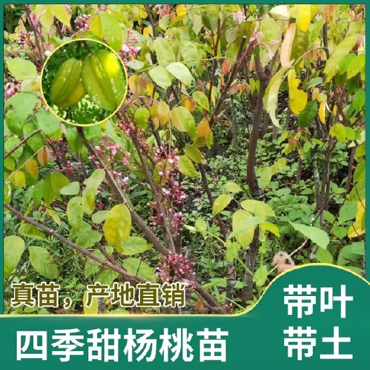 甜杨桃树 四季甜杨桃树苗 常年四季开花结果  产量高  易管理