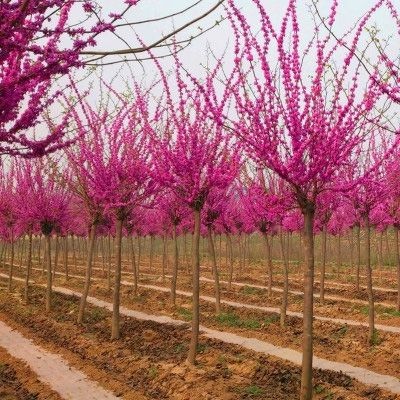 沭阳县红花紫荆  紫荆花树苗满条红庭院别墅花园观花植物绿化工程树苗
