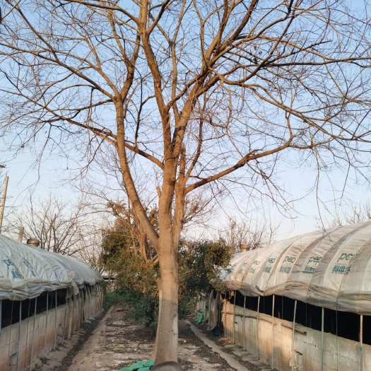 宜良县出售各种规格滇朴，精品大滇朴3分～50分