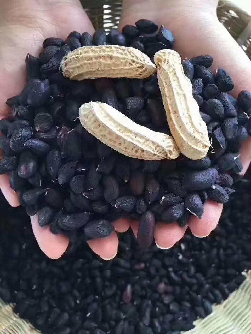 云南老品种黑花生正宗普洱富晒黑花生产地直发低价批发质量保证