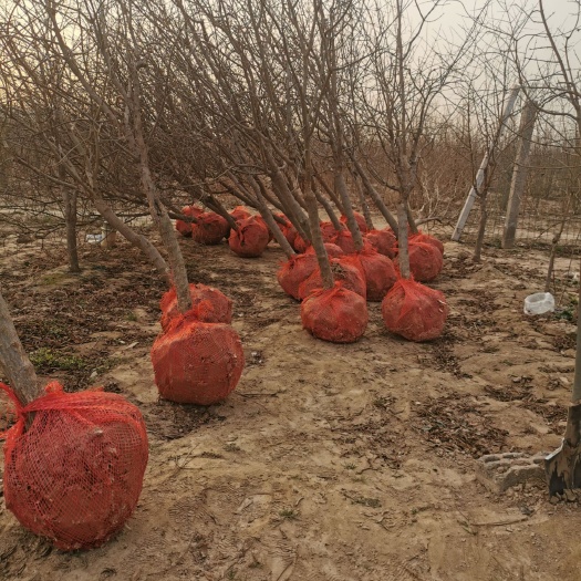 荥阳市红如意软籽石榴树苗  红心软籽石榴树苗，三年嫁接苗，保纯度，成活率高，抗寒性好