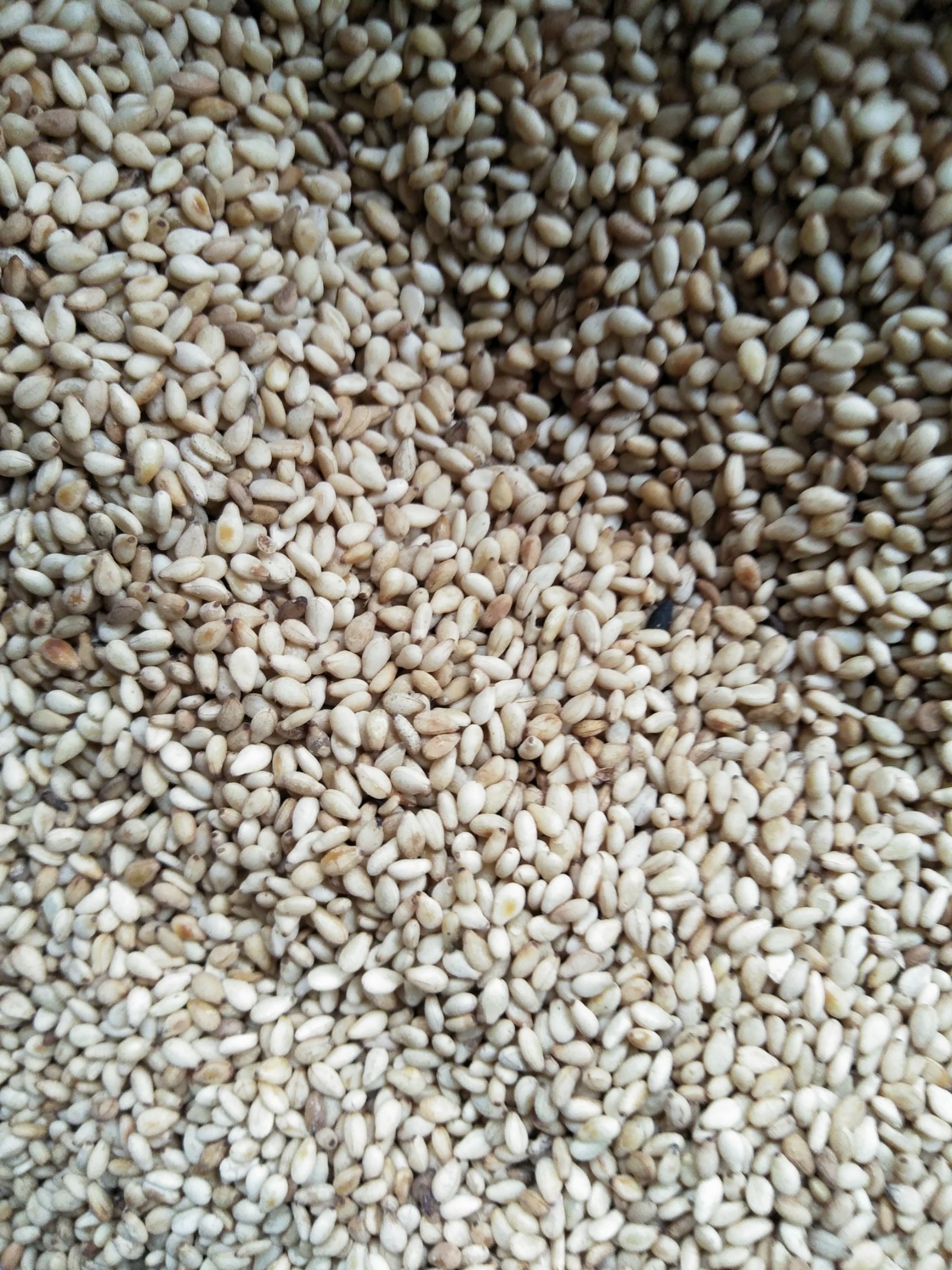 炒白芝麻 熟白芝麻
