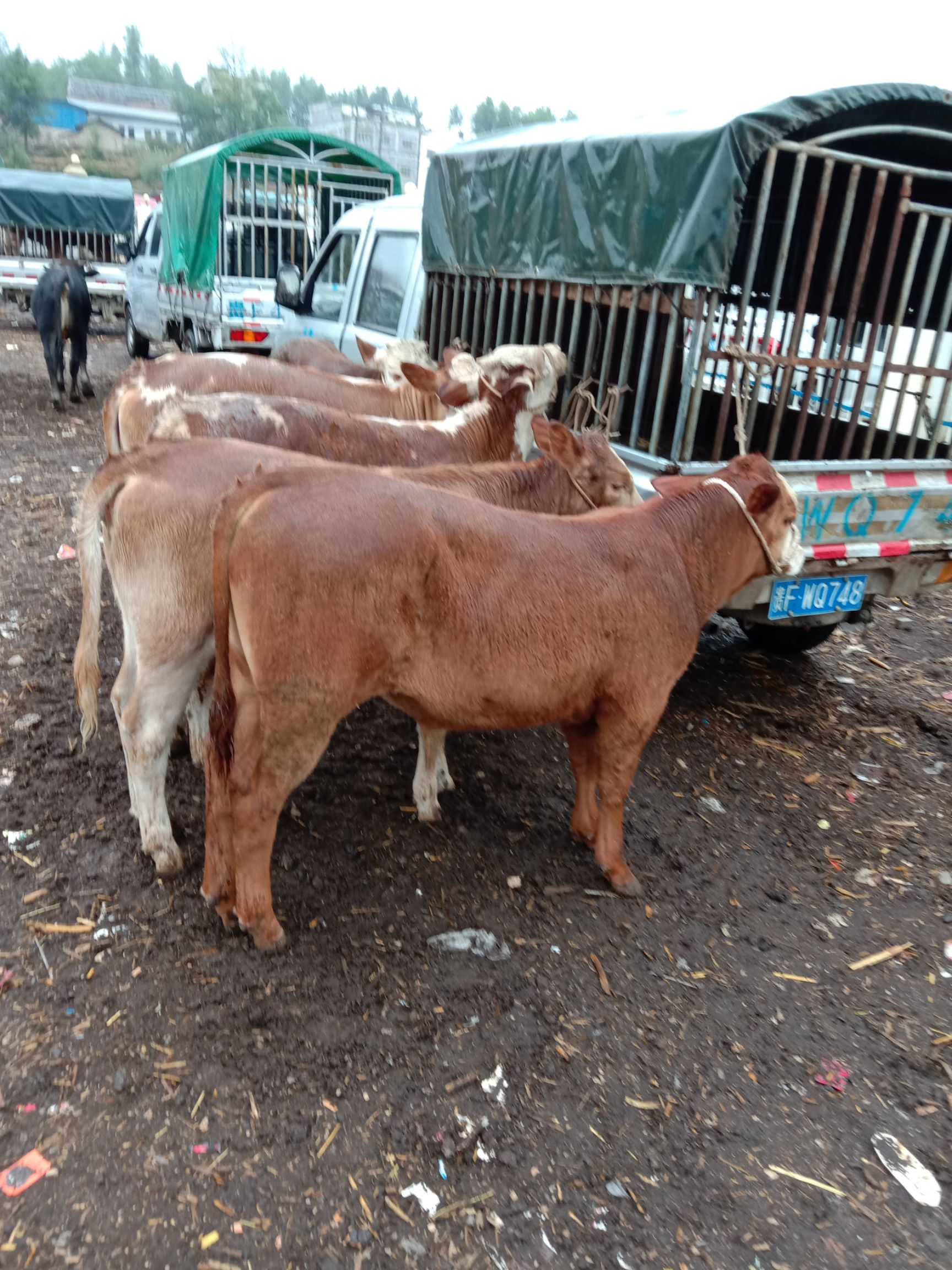肉牛  正宗西门塔尔牛