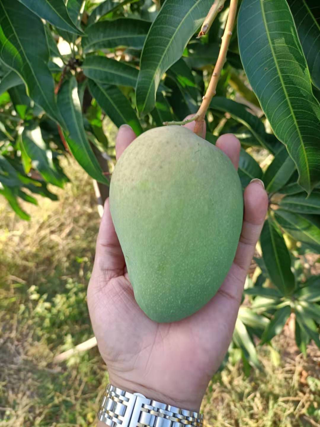 台农芒 海南三亚热带水果大台供应