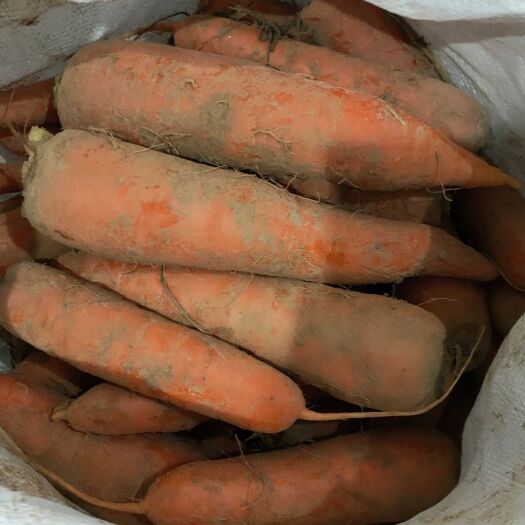 开封三红胡萝卜  精品水洗胡萝卜土胡萝卜价格美丽诚信第一欢迎订购