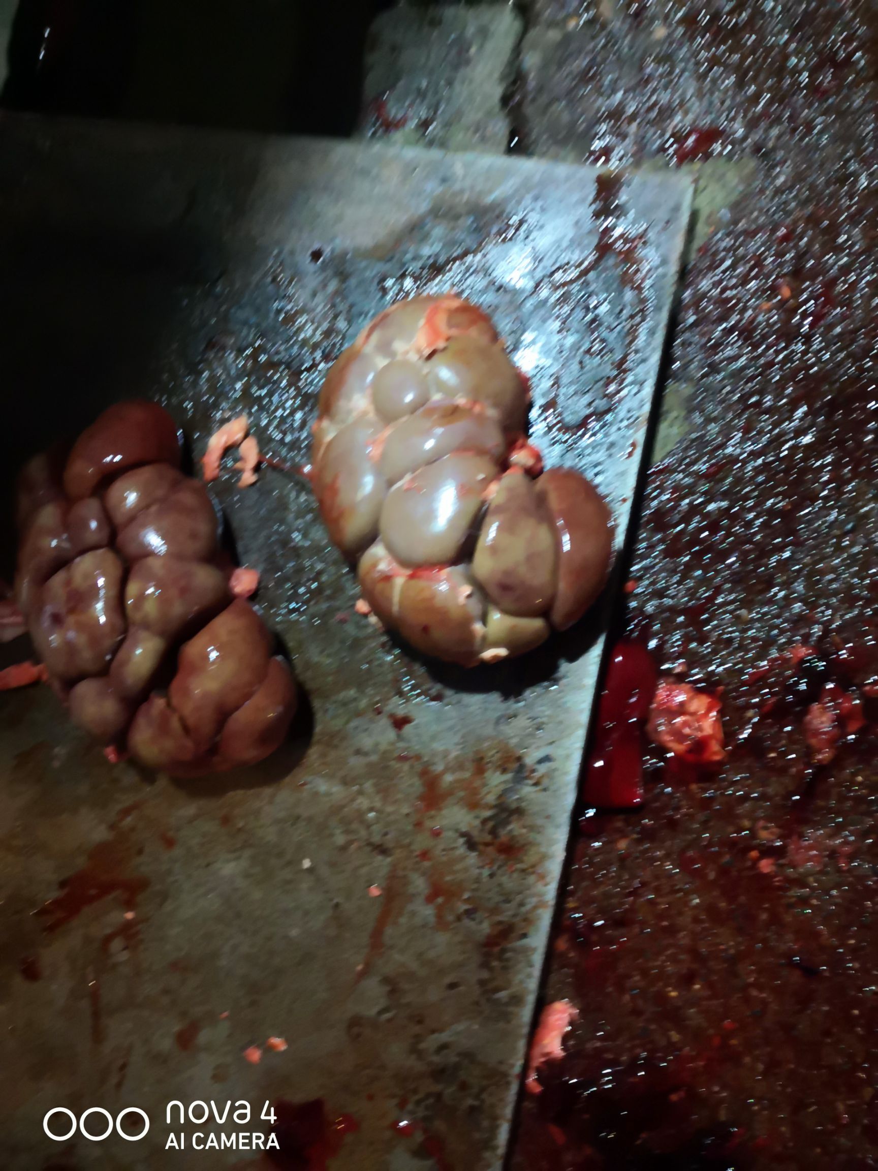 牛杂  牛副产品牛腰