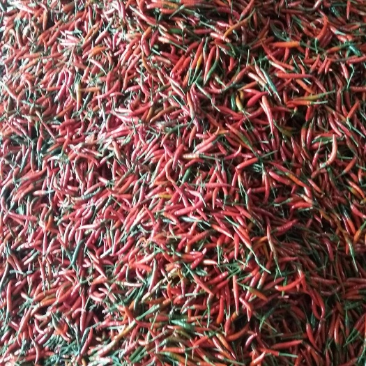阳春市 小米椒