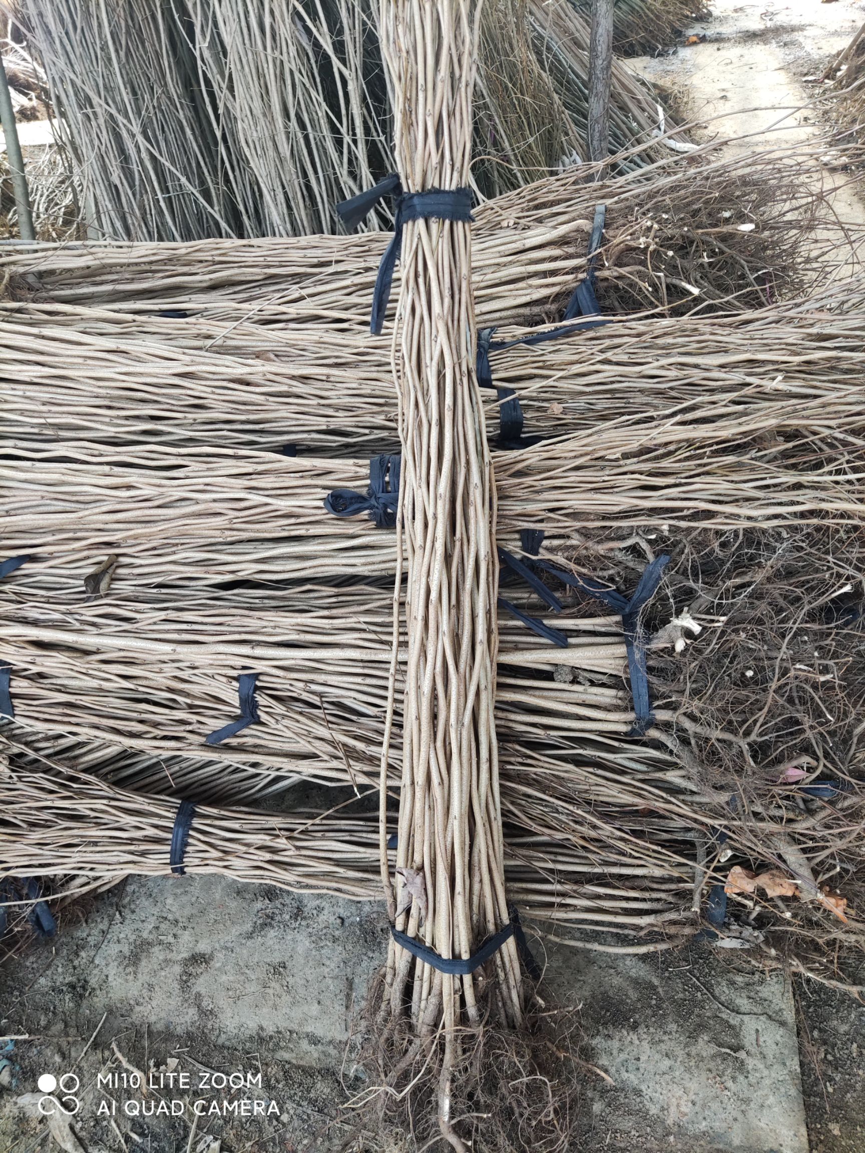 红花紫荆  紫荆花树苗满条红庭院别墅花园观花植物绿化工程树苗
