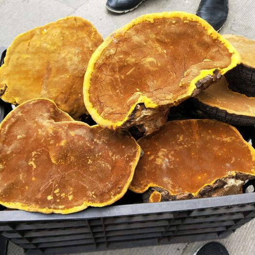 竹山县金边灵芝 