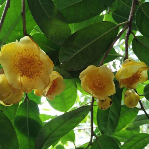 合浦县金花茶热风干花，世界珍品，国宝级植物，无毒级保健食品
