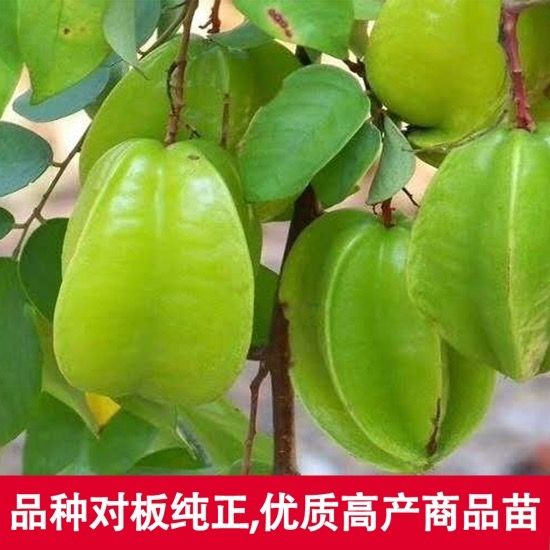 甜杨桃树 四季甜杨桃树苗 常年四季开花结果  产量高  易管理