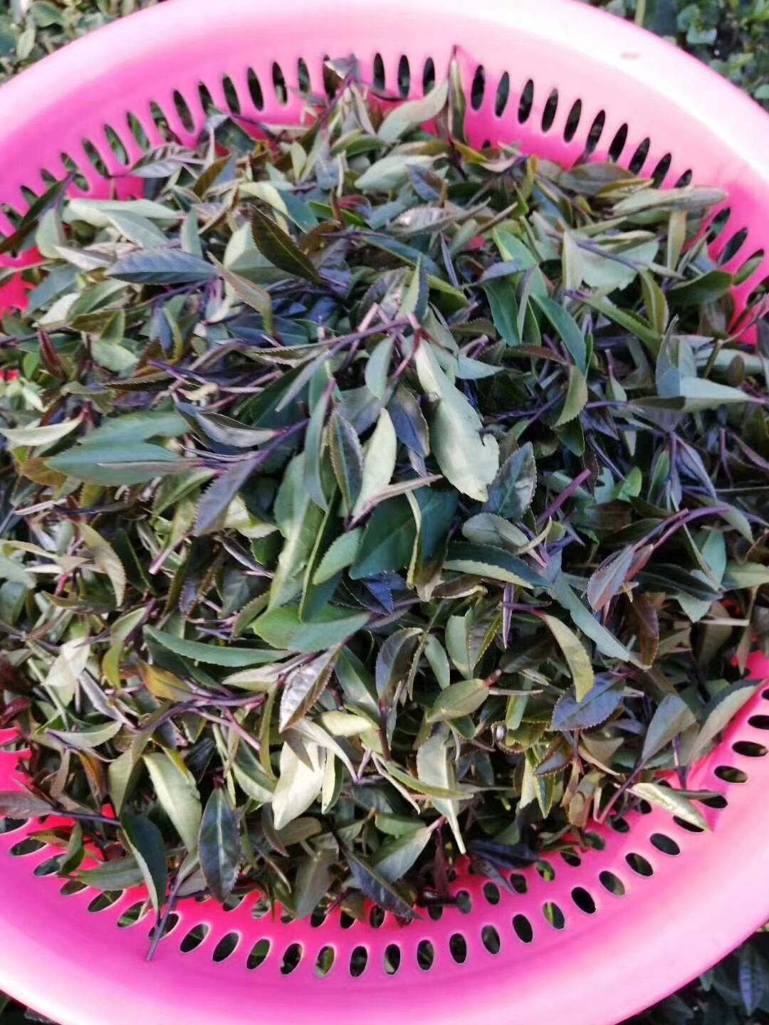 绿茶  柏塘山茶，自己种的手工茶