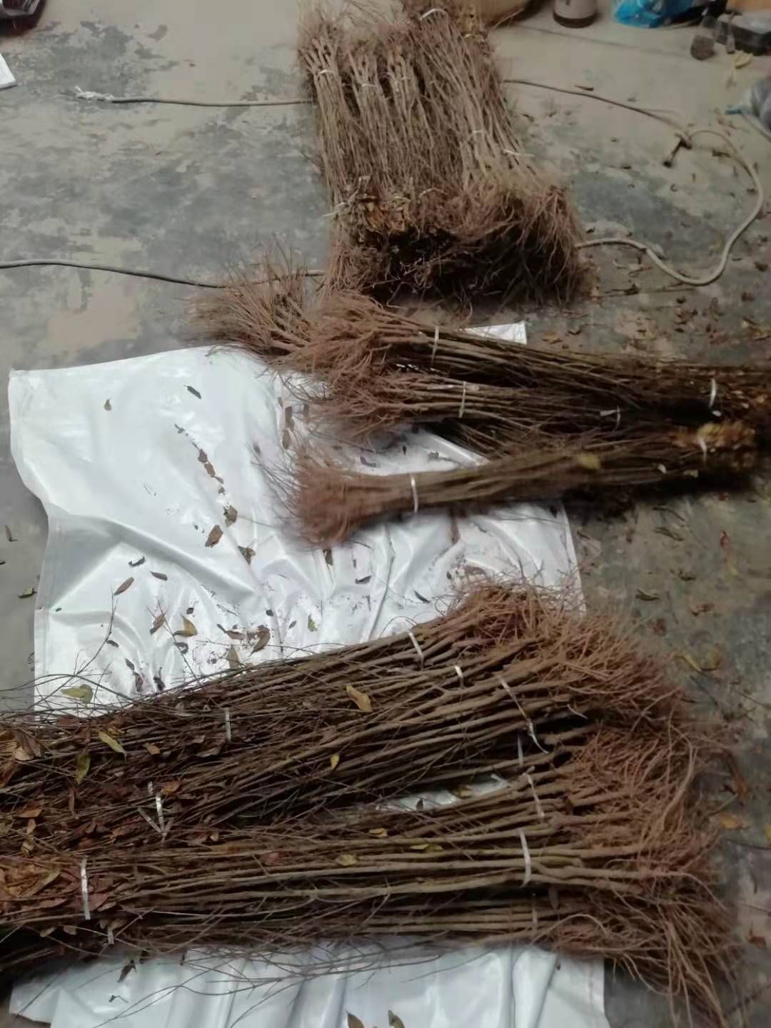 突尼斯软籽石榴树苗  红心软籽石榴树苗，纯度高，品质好