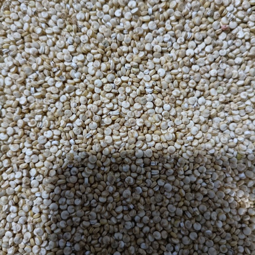 张家口白藜麦  藜麦米