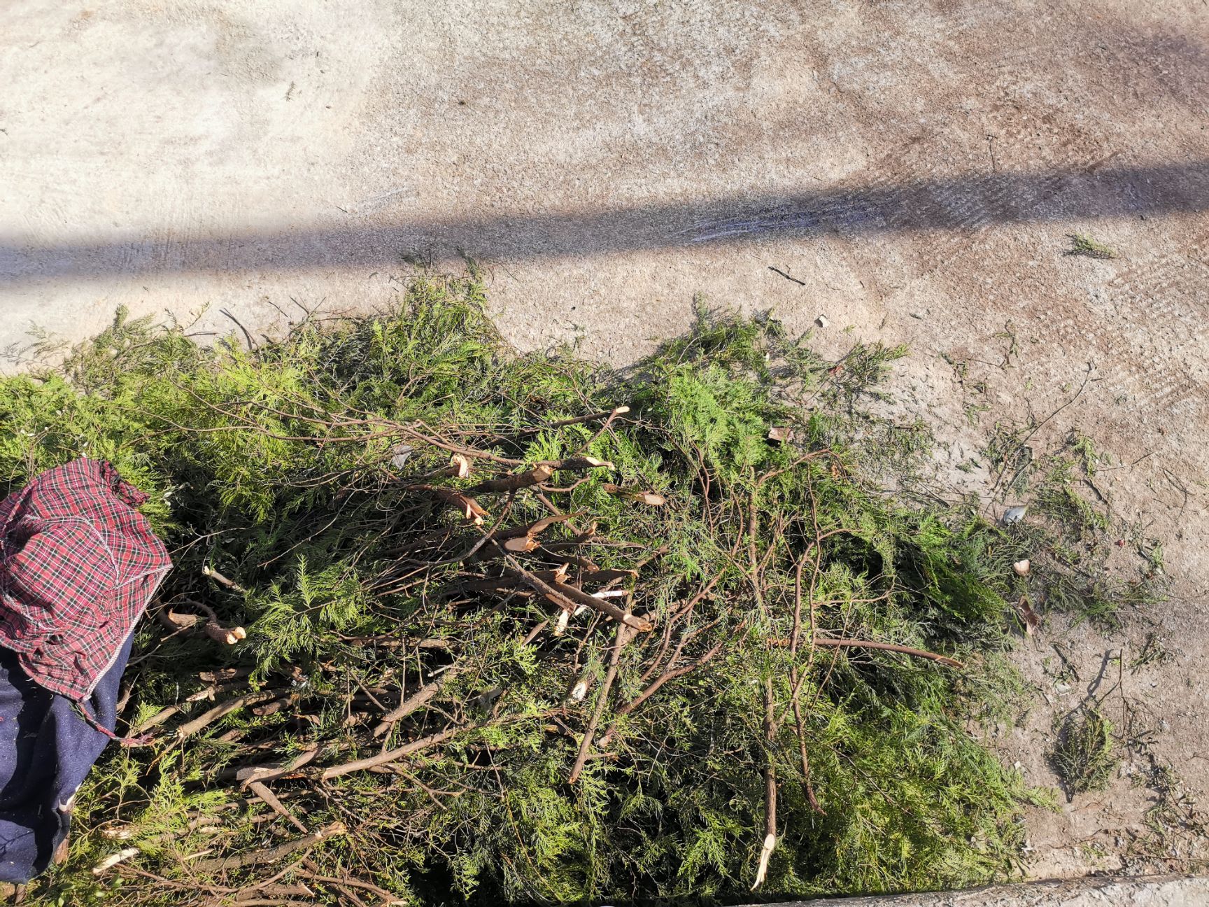 四川腊肉  四川特色腊肉，五花肉，二刀肉，全粮食猪肉制作，传统方法熏制
