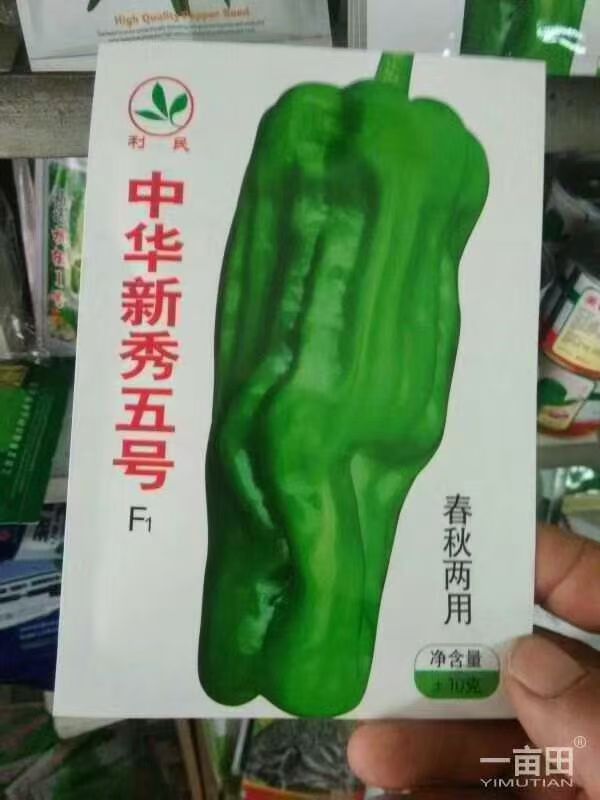 尖椒苗  批发线椒苗螺丝椒苗朝天椒薄皮椒羊角椒基地直发保证质量全国发货