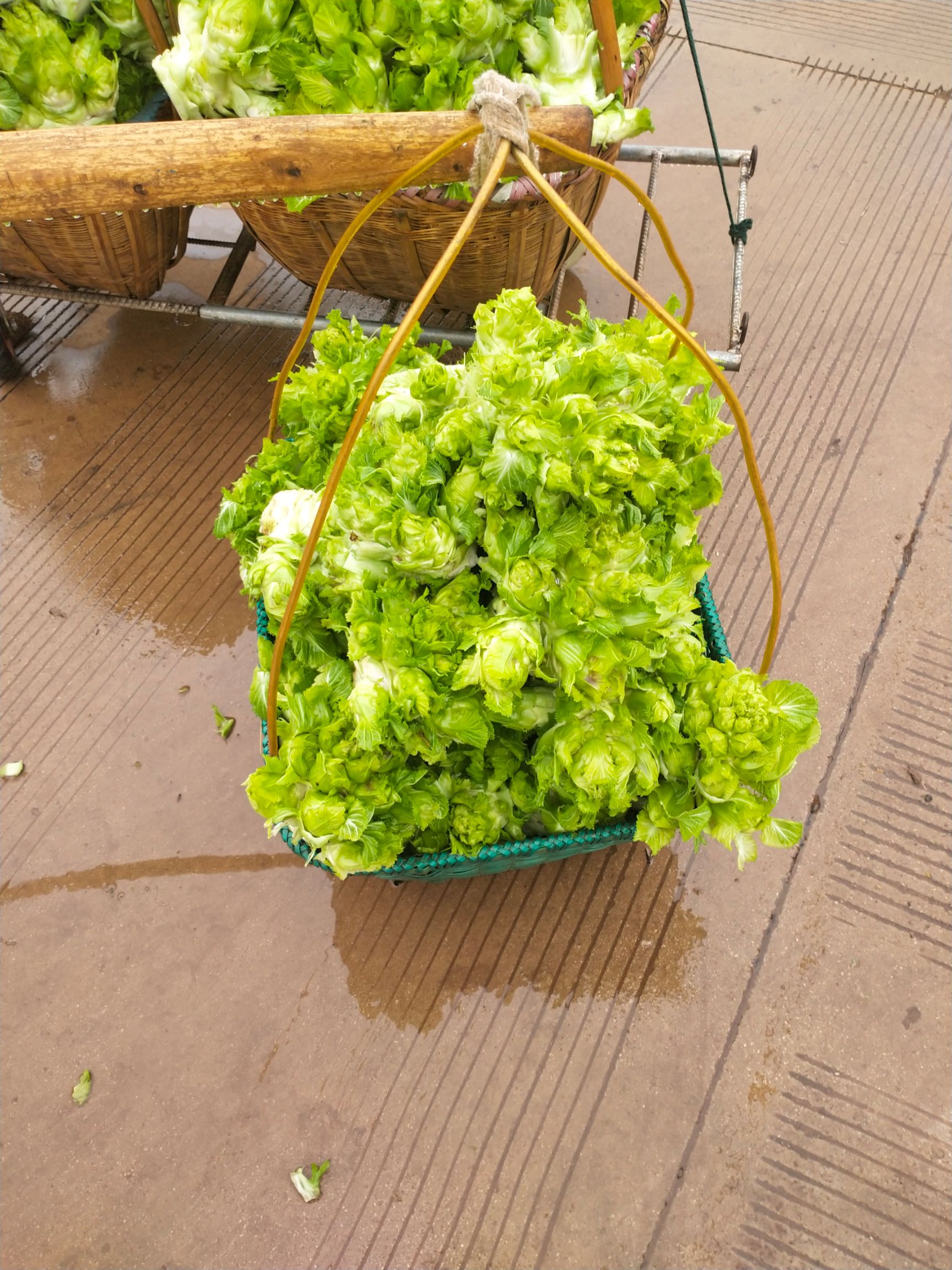 四川儿菜  小儿菜  物美价廉