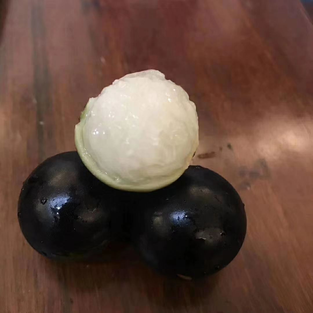 四季嘉宝果 树葡萄