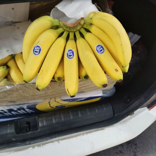 郑州菲律宾香蕉 菲律宾香蕉，净重27斤，量大从优