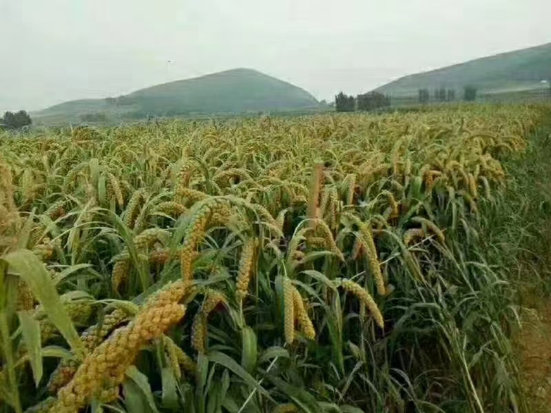 黄小米  新米