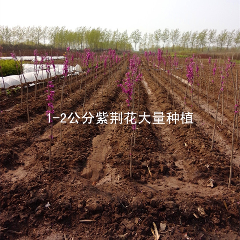 红花紫荆  紫荆花树苗满条红庭院别墅花园观花植物绿化工程树苗