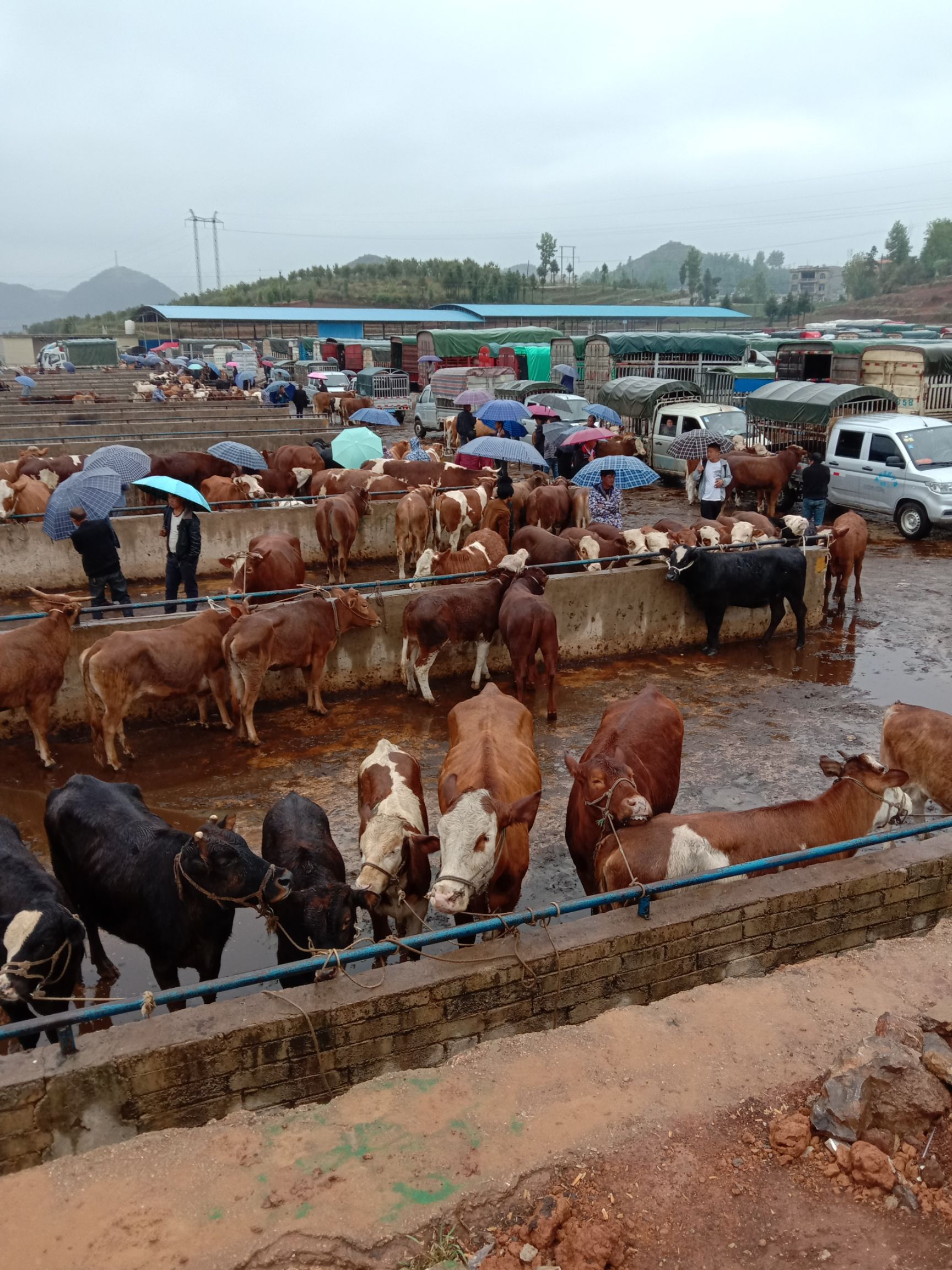 肉牛  贵州大形牛市，200/2000斤的货源充足，有需要的